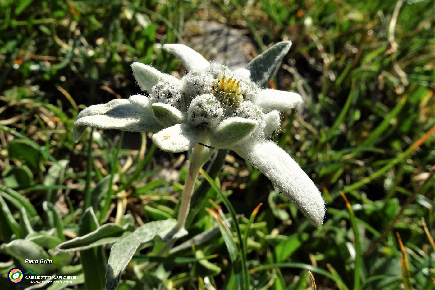 53 Stellla Alpine ( Leontopodium alpinum).JPG